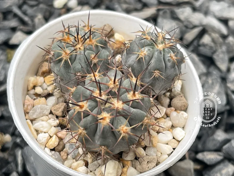 Acanthocalycium glaucum P&nbsp;143