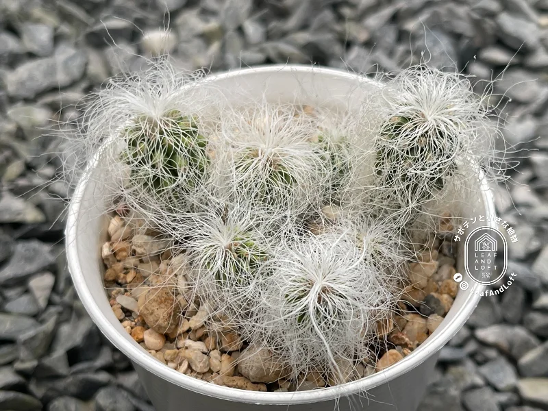Cephalocereus senilis