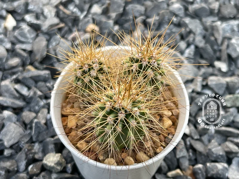 Carnegiea gigantea