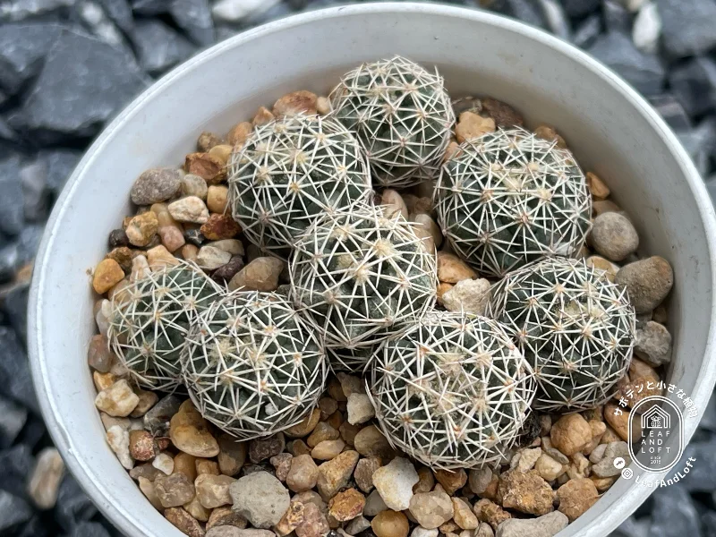 Coryphantha obscura SB&nbsp;714