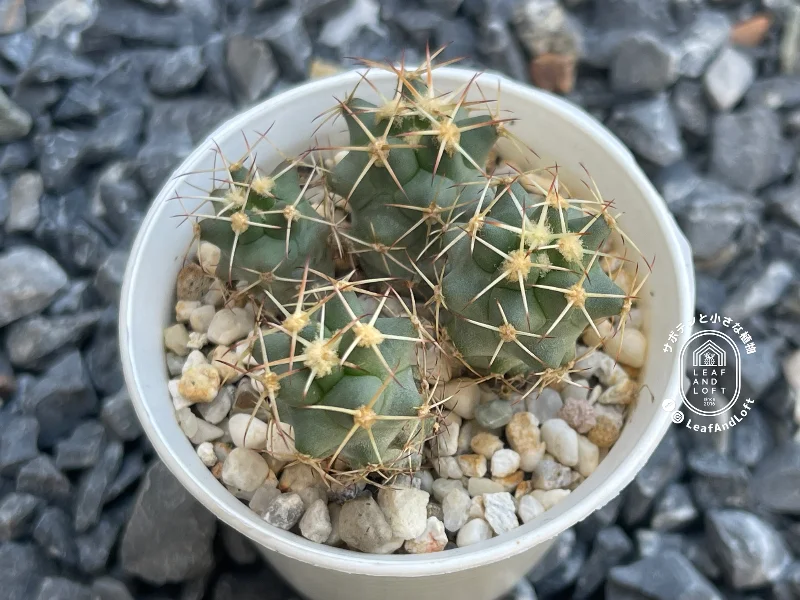 Coryphantha robustispina SB&nbsp;728