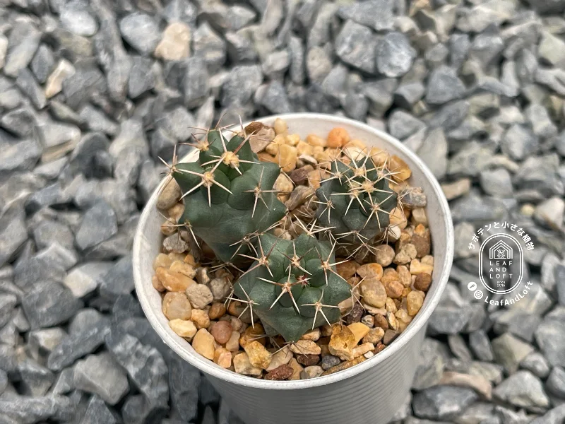 Coryphantha poselgeriana GL&nbsp;63