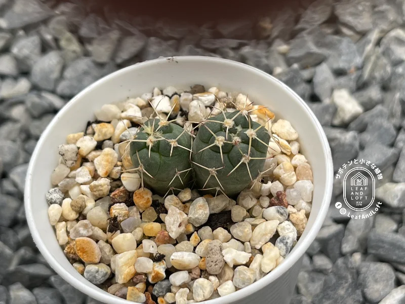 Coryphantha poselgeriana v. valida VM&nbsp;447