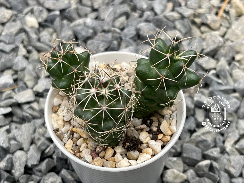 Coryphantha bumamma IDD&nbsp;791