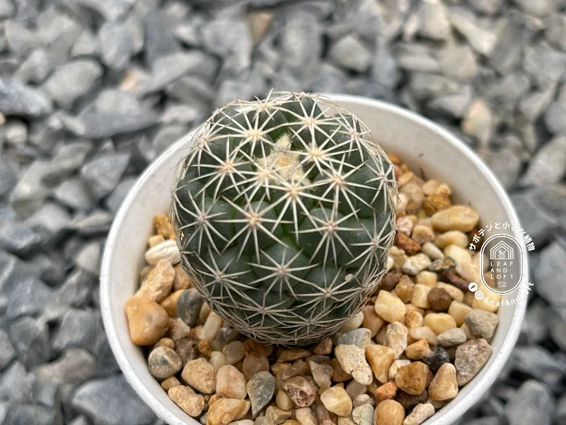 Coryphantha kracikii KKR&nbsp;339