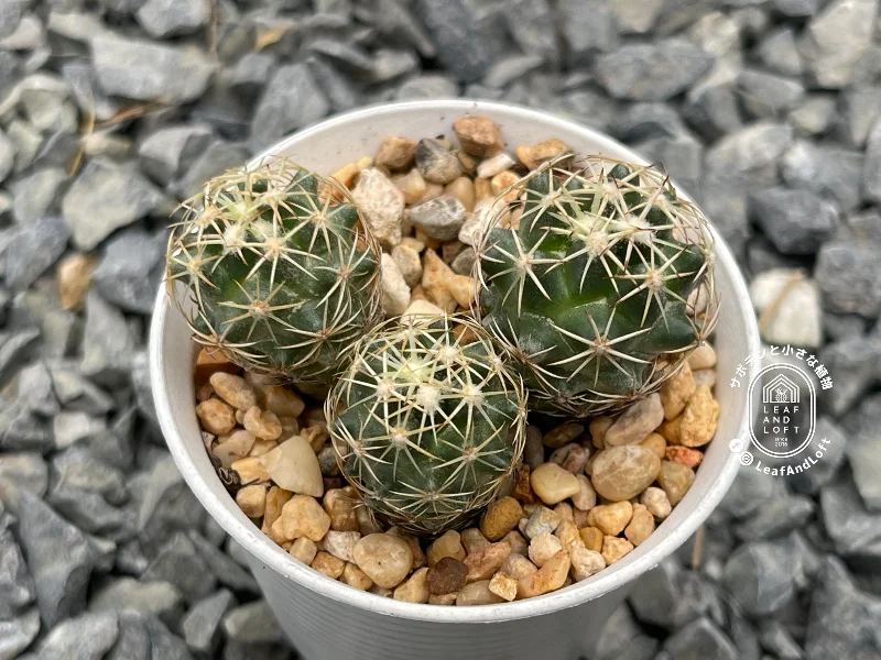 Coryphantha tripugionacantha VZD&nbsp;238