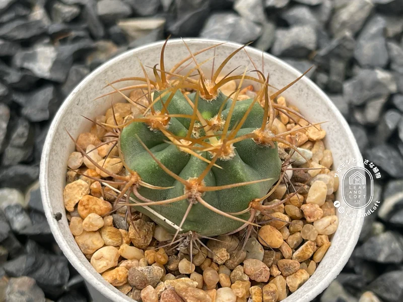 Denmoza rhodacantha v. diamantina SL&nbsp;4a