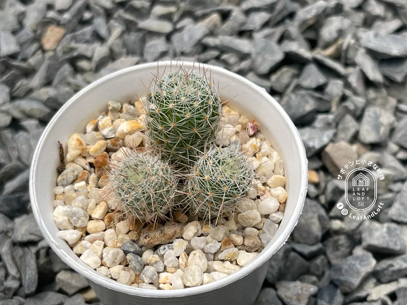 Escobaria tuberculosa