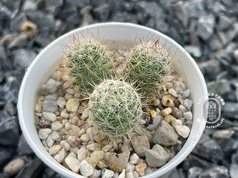 Escobaria tuberculosa