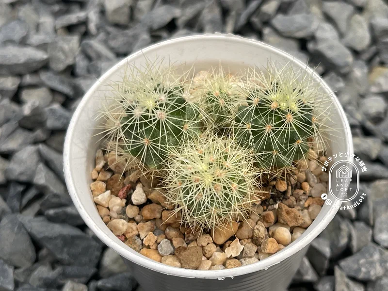 Escobaria roseana