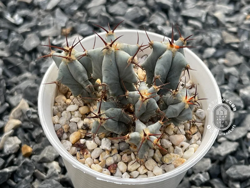 Echinocactus visnaga