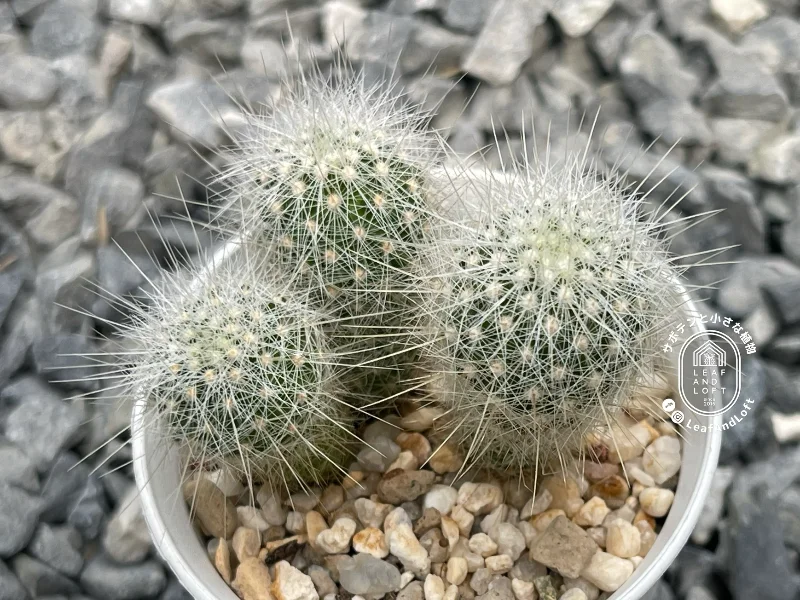 Echinomastus macdowellii