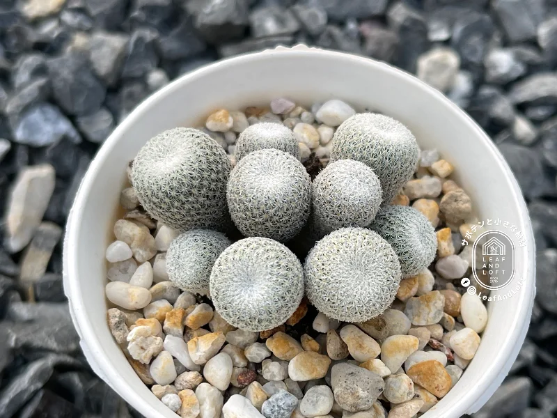 Epithelantha ilariae VM&nbsp;656