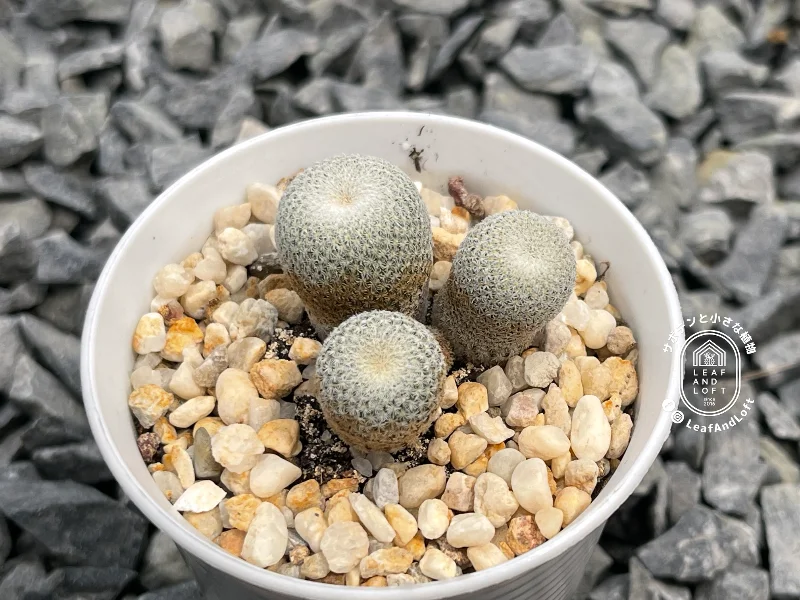Epithelantha ilariae VM&nbsp;656