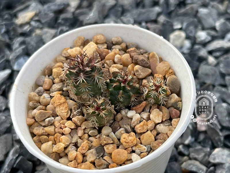 Echinocereus davisii SB&nbsp;426