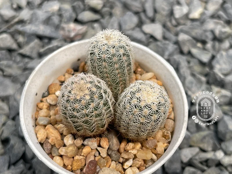Echinocereus reichenbachii SB&nbsp;941