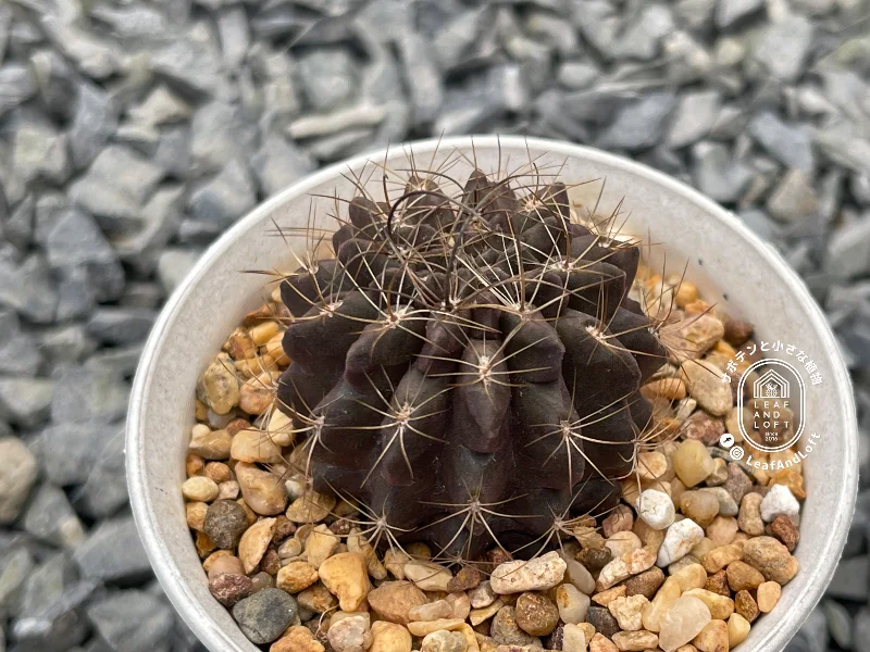 Eriosyce crispa