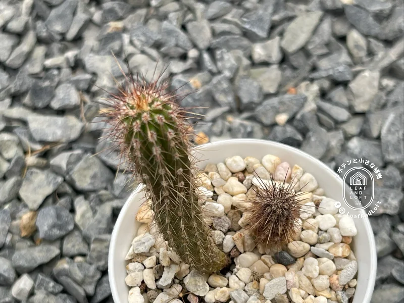 Eulychnia spinibarbis ASK&nbsp;616.1