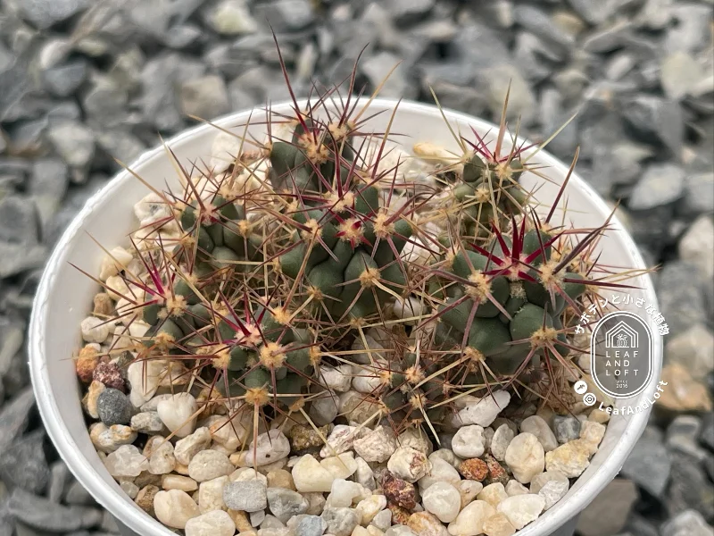 Ferocactus coloratus SB&nbsp;1282