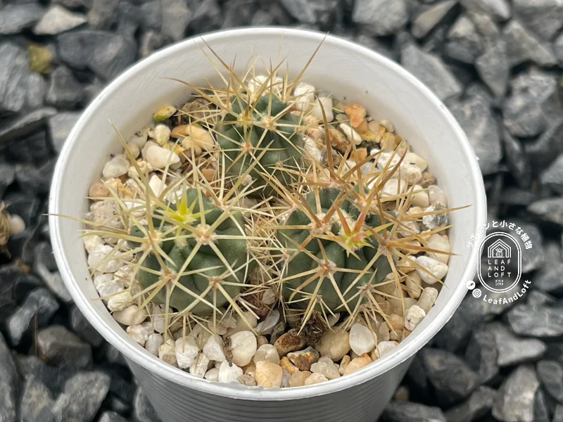 Ferocactus chrysacanthus