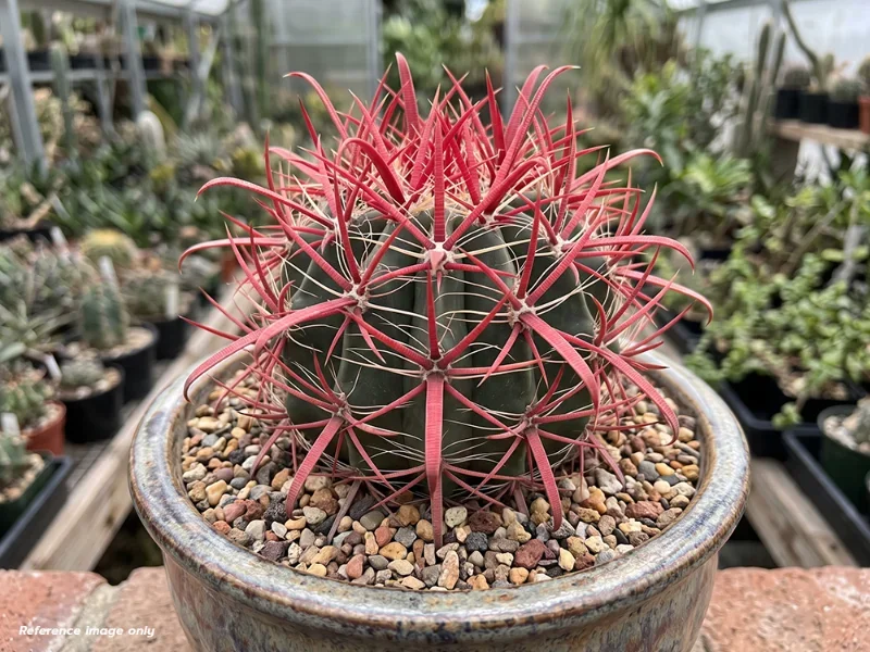 เมล็ด Ferocactus gracilis