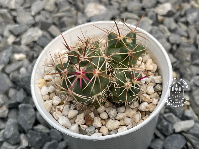 Ferocactus viridescens