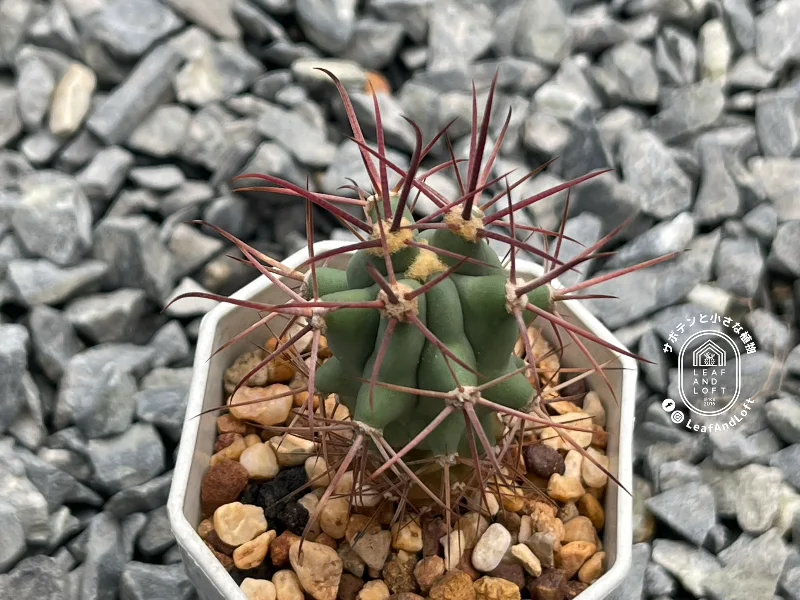 Ferocactus coloratus SB&nbsp;1282