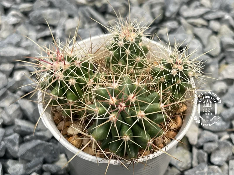 Ferocactus stainesii v. pilosus