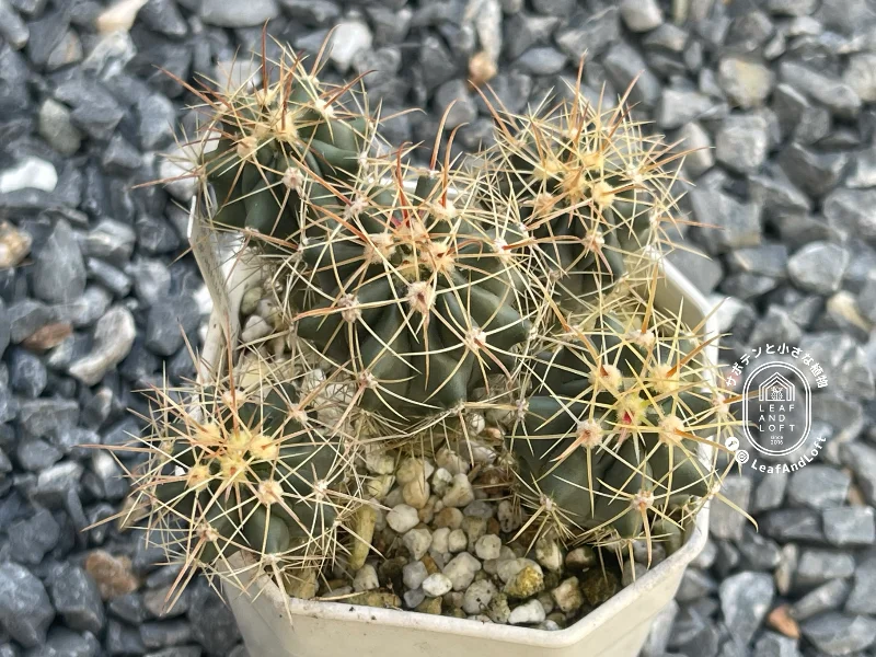 Ferocactus wislizeni ssp. herrerae JMT&nbsp;323