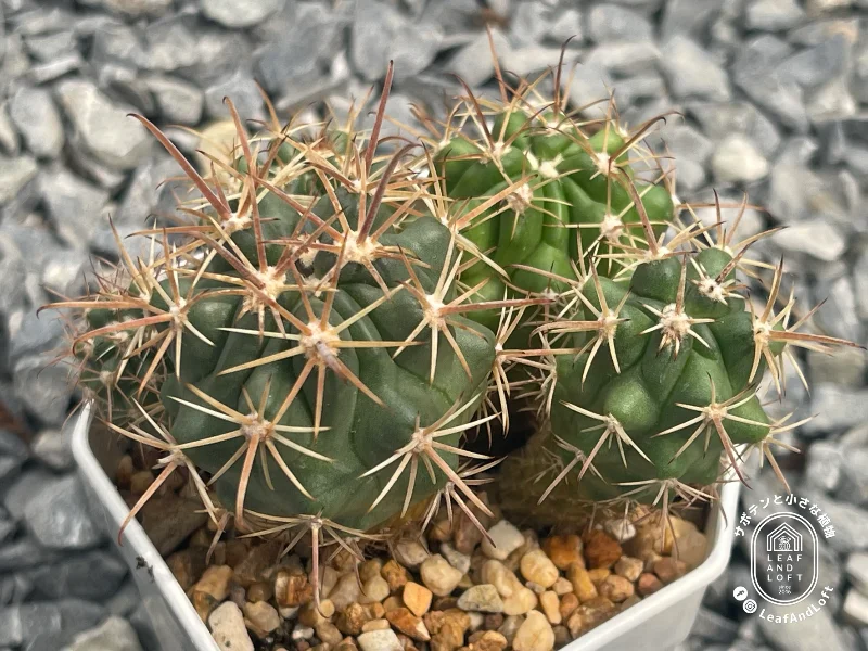 Ferocactus fordii SB&nbsp;1244