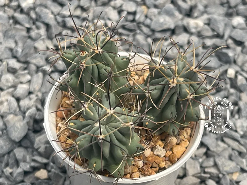 Glandulicactus uncinatus SB&nbsp;252