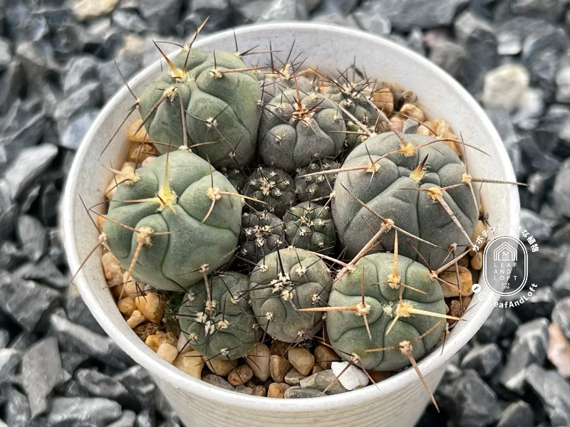 Gymnocalycium armatum LF&nbsp;596