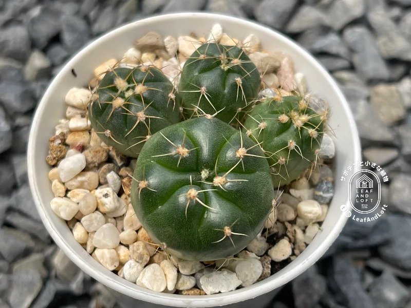 Gymnocalycium denudatum LB&nbsp;814