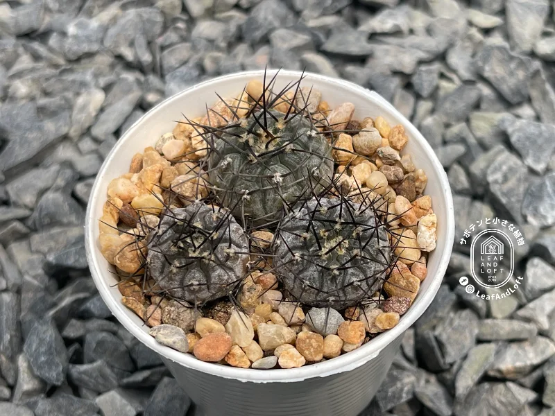 Gymnocalycium riojense v. guasayanense KP&nbsp;297