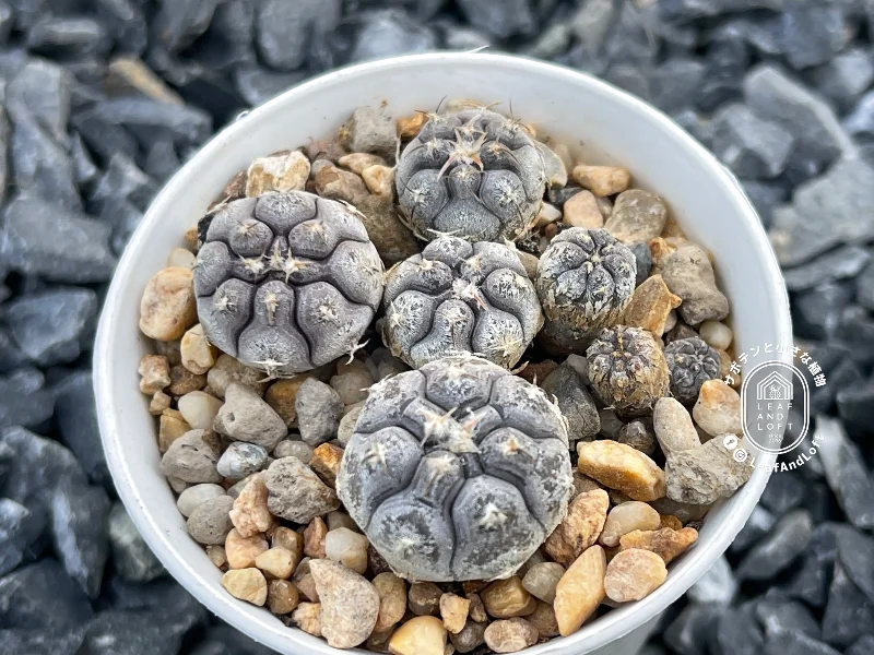 Gymnocalycium prochazkianum VS&nbsp;141