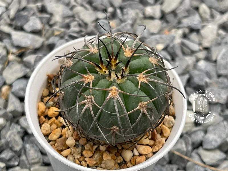 Gymnocalycium spegazzinii VS&nbsp;71