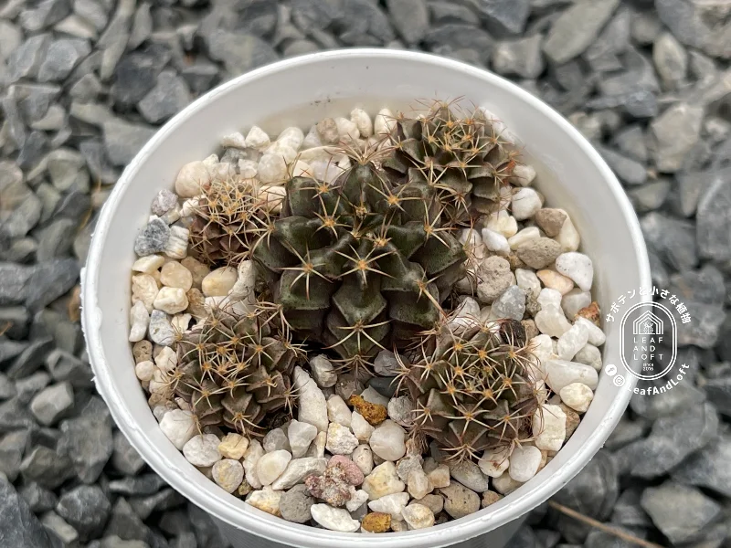 Gymnocalycium mendozaenze VoS&nbsp;09-572