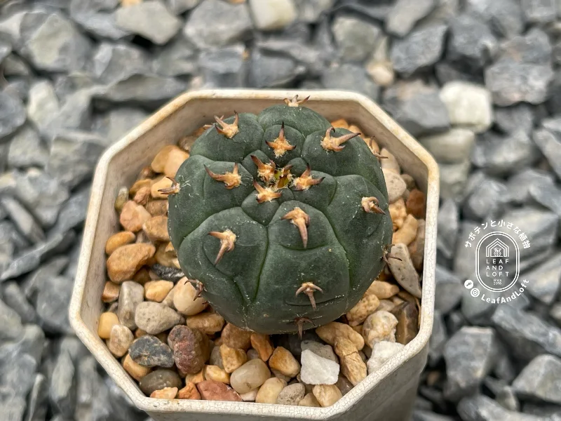 Gymnocalycium spegazzinii v. unguispinum f. brevispinum