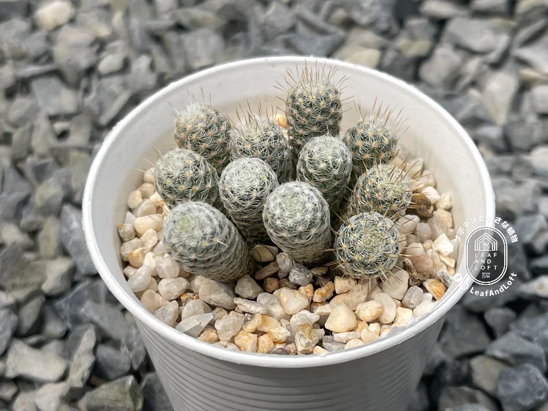 Gymnocactus saueri v. septentrionalis VM&nbsp;655