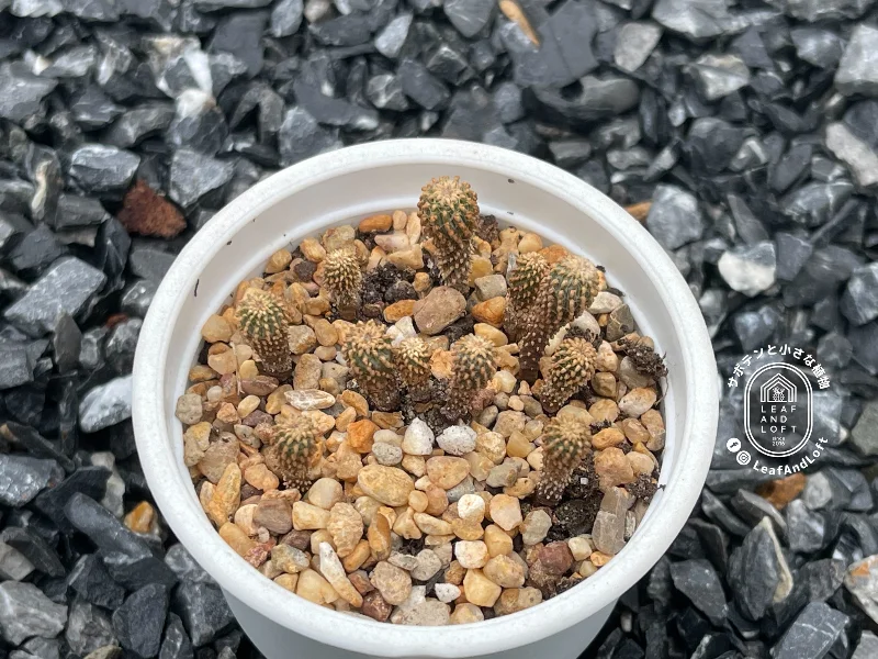 Geohintonia mexicana PP&nbsp;223