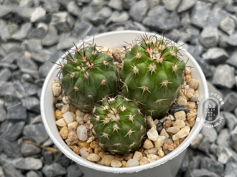 Islaya brevicylindrica