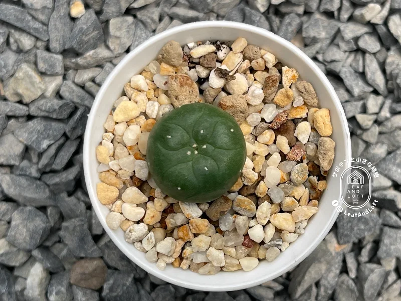 Lophophora alberto-vojtechii