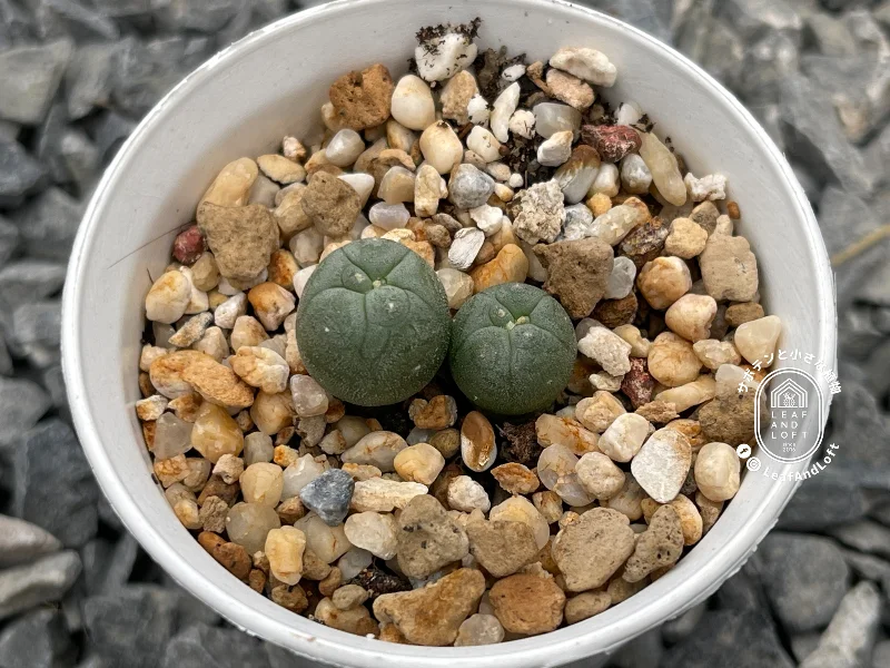Lophophora alberto-vojtechii VM&nbsp;758