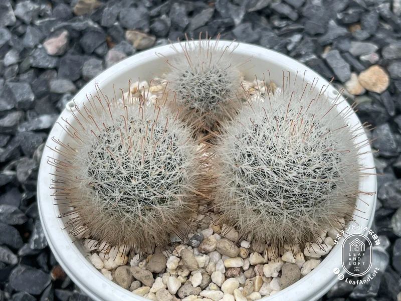 Mammillaria nazasensis SB&nbsp;489