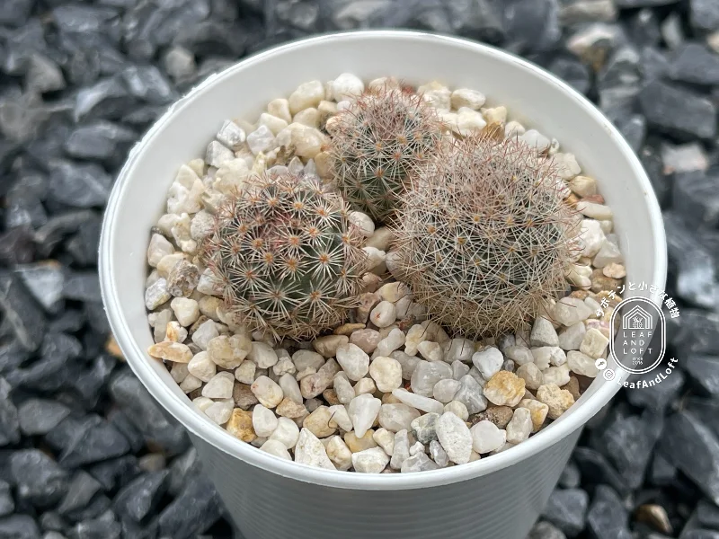 Mammillaria roseocentra