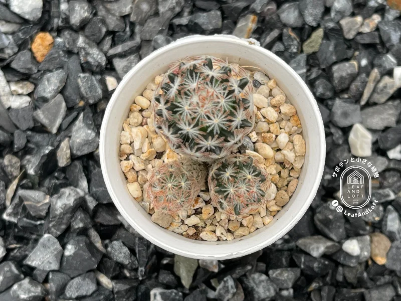 Mammillaria rischeri LX&nbsp;482