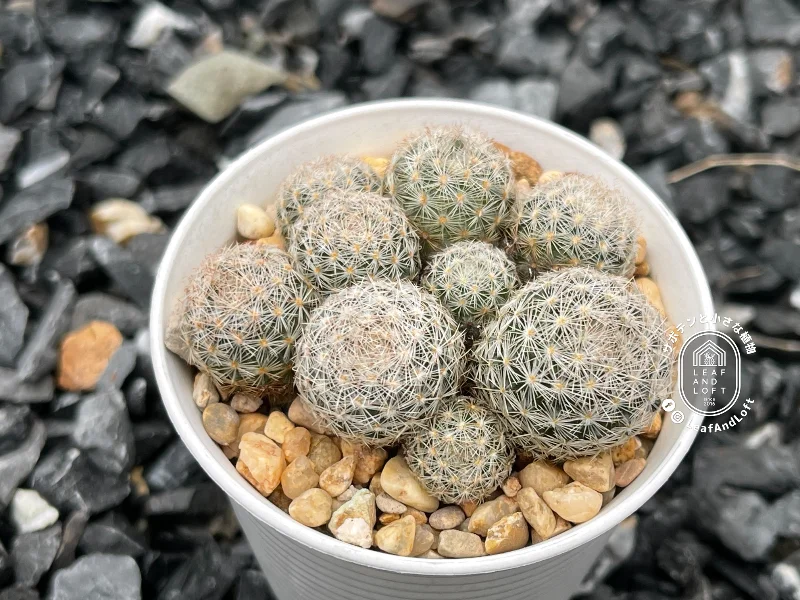 Mammillaria lasiacantha RS&nbsp;593