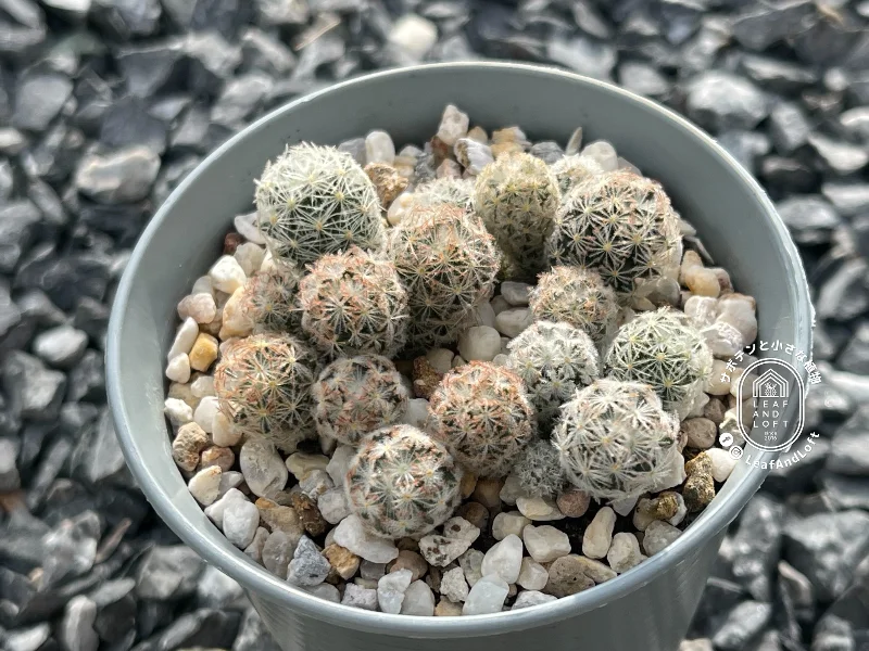 Mammillaria rischeri (picta) LX&nbsp;482