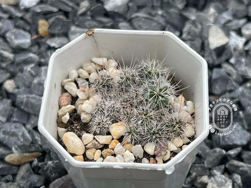 Mammillaria hemisphaerica RS&nbsp;100