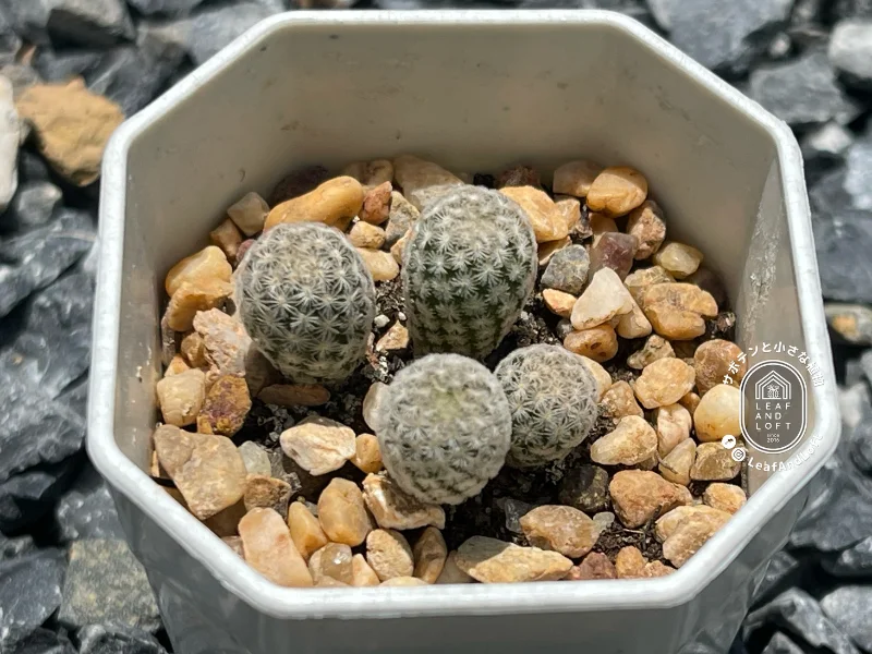 Mammillaria hermosana VZD&nbsp;1181